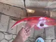 Mazda Demio Right Tail Light (2014-2015) - 1