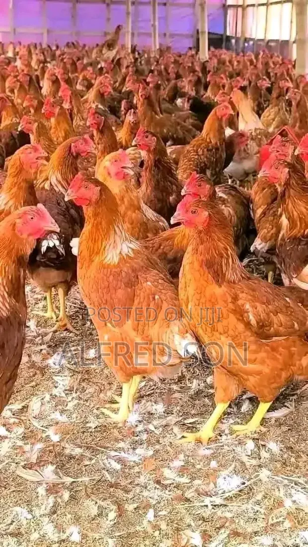 Vifaranga wa Kuku - Sasso, Kenbro, Rainbow, Kenchick - 1