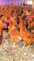 Vifaranga wa Kuku - Sasso, Kenbro, Rainbow, Kenchick - 1