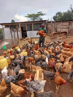 Kilimo cha Kuku - Sasso, Kenchick, Rainbow Rooster, Kenbrow