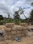 Organic Hay for Sale - 1