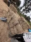 Organic Hay for Sale - 2