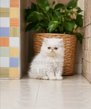Purebred Persian Kitten - 1-3 Months