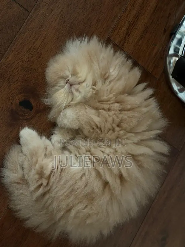 Purebred Persian Kitten - 1-3 Months - 1