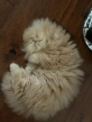 Purebred Persian Kitten - 1-3 Months