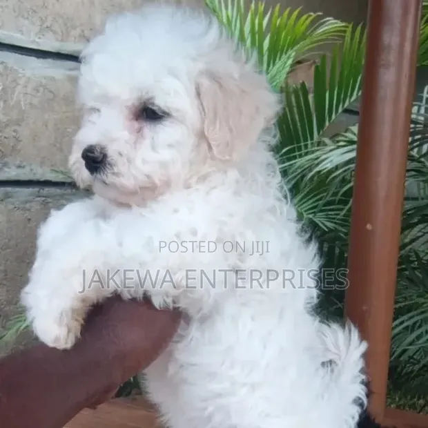 1-3 Month Male Purebred Havanese Puppy - 1