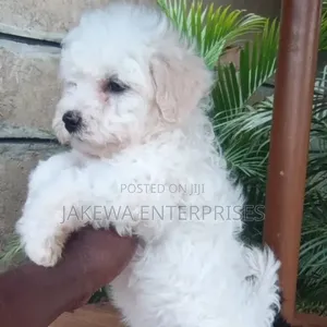1-3 Month Male Purebred Havanese Puppy