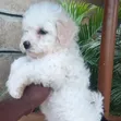 1-3 Month Male Purebred Havanese Puppy - 1
