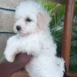 1-3 Month Male Purebred Havanese Puppy - 2