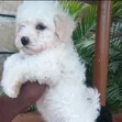 1-3 Month Male Purebred Havanese Puppy - 3