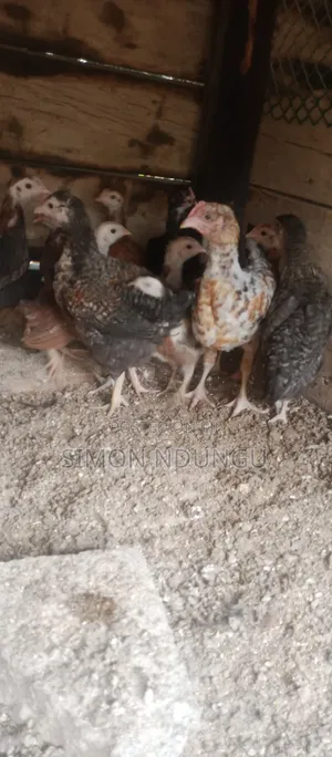 Kienyenji Chicken