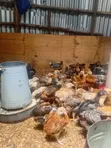 Sasso F1 Chicks - 150 Birds - 2