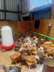 Sasso F1 Chicks - 150 Birds - 4