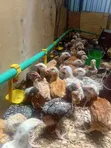 Sasso F1 Chicks - 150 Birds - 5