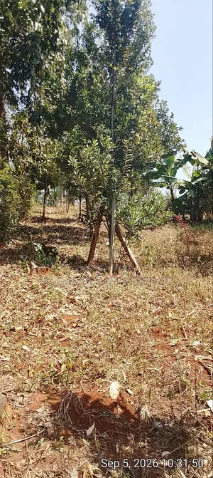Nafasi ya 1/2 Eka Nembure yenye Miti ya Macadamia & Avocado