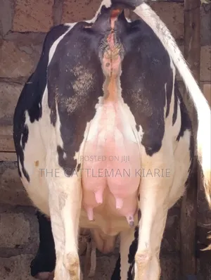 Friesian Heifer - 8.5 Months Pregnant