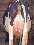 Friesian Heifer - 8.5 Months Pregnant - 2