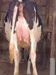 Friesian Heifer - 8.5 Months Pregnant - 3