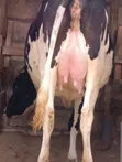 Friesian Heifer - 8.5 Months Pregnant - 4