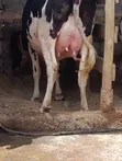 Friesian Heifer - 8.5 Months Pregnant - 5
