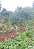 1/4 Acre Flat Land for Sale in Kaithe, 500m from Meru-Maua Highway - 1