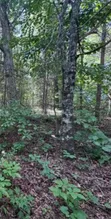 1/4 Acre Flat Land for Sale in Kaithe, 500m from Meru-Maua Highway - 2
