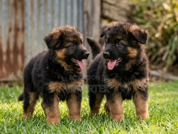 Female Purebred German Shepherd Puppy (1-3 Months) - 1