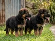 Female Purebred German Shepherd Puppy (1-3 Months) - 2