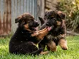 Female Purebred German Shepherd Puppy (1-3 Months) - 3
