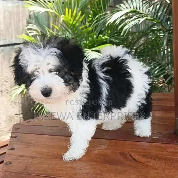 Mbwa Mzuri wa Havanese - Kiume Miezi 1-3 - 1