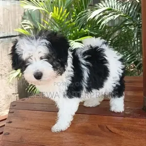 Mbwa Mzuri wa Havanese - Kiume Miezi 1-3