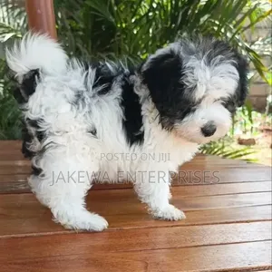 Kizibo Havanese Safi - Mwezi 1-3 Kike