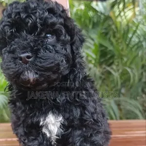 Purebred Maltipoo Puppy - 1-3 Months Old