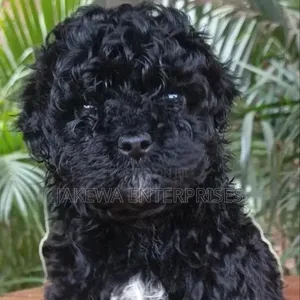 Female Purebred Maltipoo Puppy (1-3 Months)