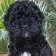 Female Purebred Maltipoo Puppy (1-3 Months) - 1