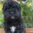 Female Purebred Maltipoo Puppy (1-3 Months) - 2