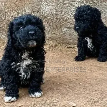 Purebred Maltipoo Puppy - 1-3 Months Old - 1