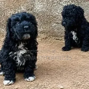 Purebred Maltipoo Puppy - 1-3 Months Old