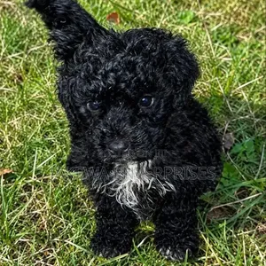 Male Purebred Maltipoo Puppy (1-3 Months)