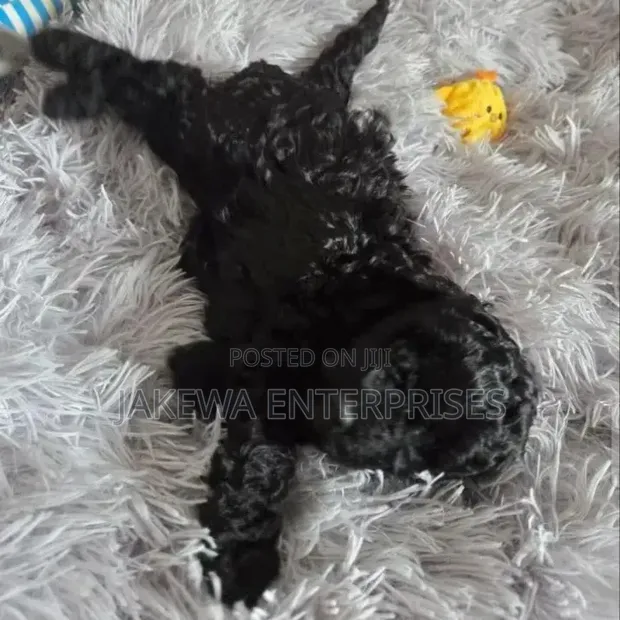 Female Purebred Maltipoo Puppy (1-3 Months) - 1