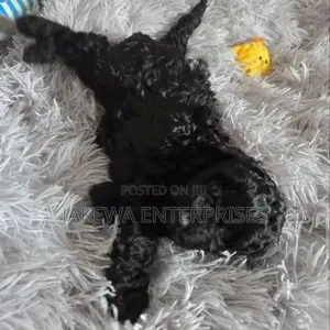 Female Purebred Maltipoo Puppy (1-3 Months)