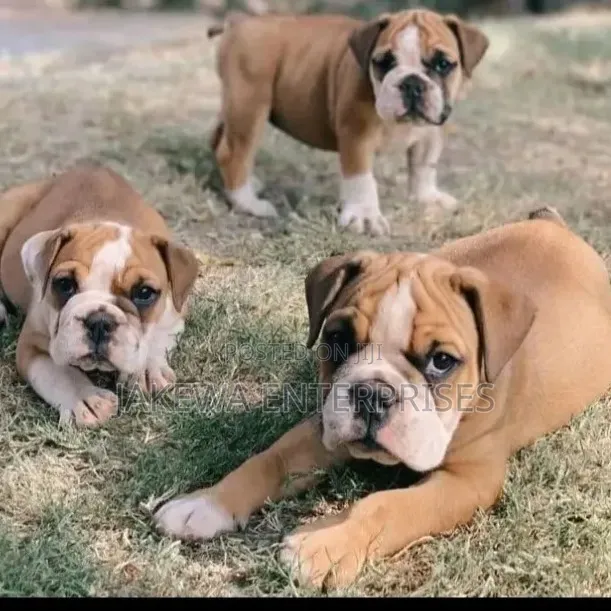 Purebred Bulldog Puppy (1-3 Months) - 1