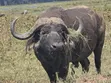 Muruga Safaris: All-Inclusive Kenya Safari Tour - 4
