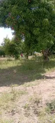 Zawadi Gardens Plots, Makuyu - 5