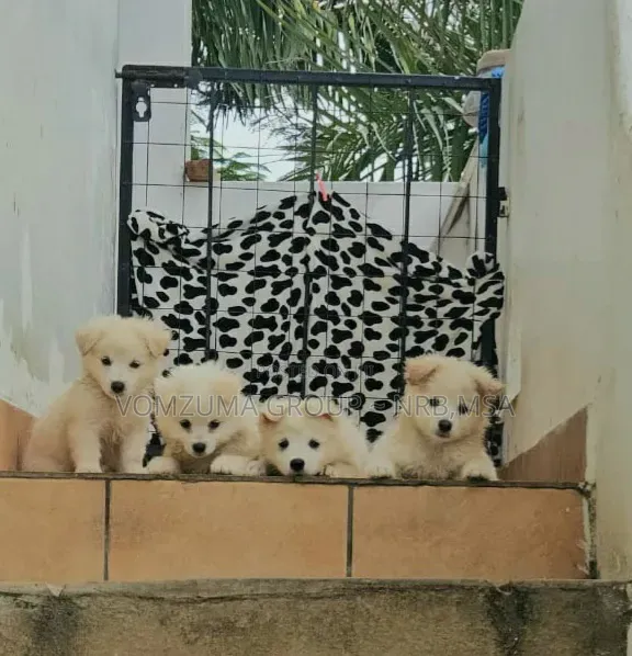 Female Japanese Spitz Puppy (1-3 Months) - 1