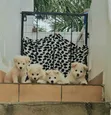 Female Japanese Spitz Puppy (1-3 Months) - 1