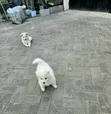 Female Japanese Spitz Puppy (1-3 Months) - 2