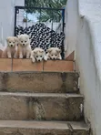 Female Japanese Spitz Puppy (1-3 Months) - 3