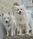 Female Japanese Spitz Puppy (1-3 Months) - 4
