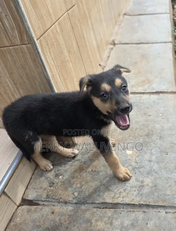 Female Mixed Breed German Shepherd Puppy, 1-3 Months - 1